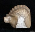 Enrolled Asaphus Cornutus Trilobite - Russia #2793-1